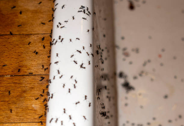 Best Wildlife Control Services  in Checotah, OK
